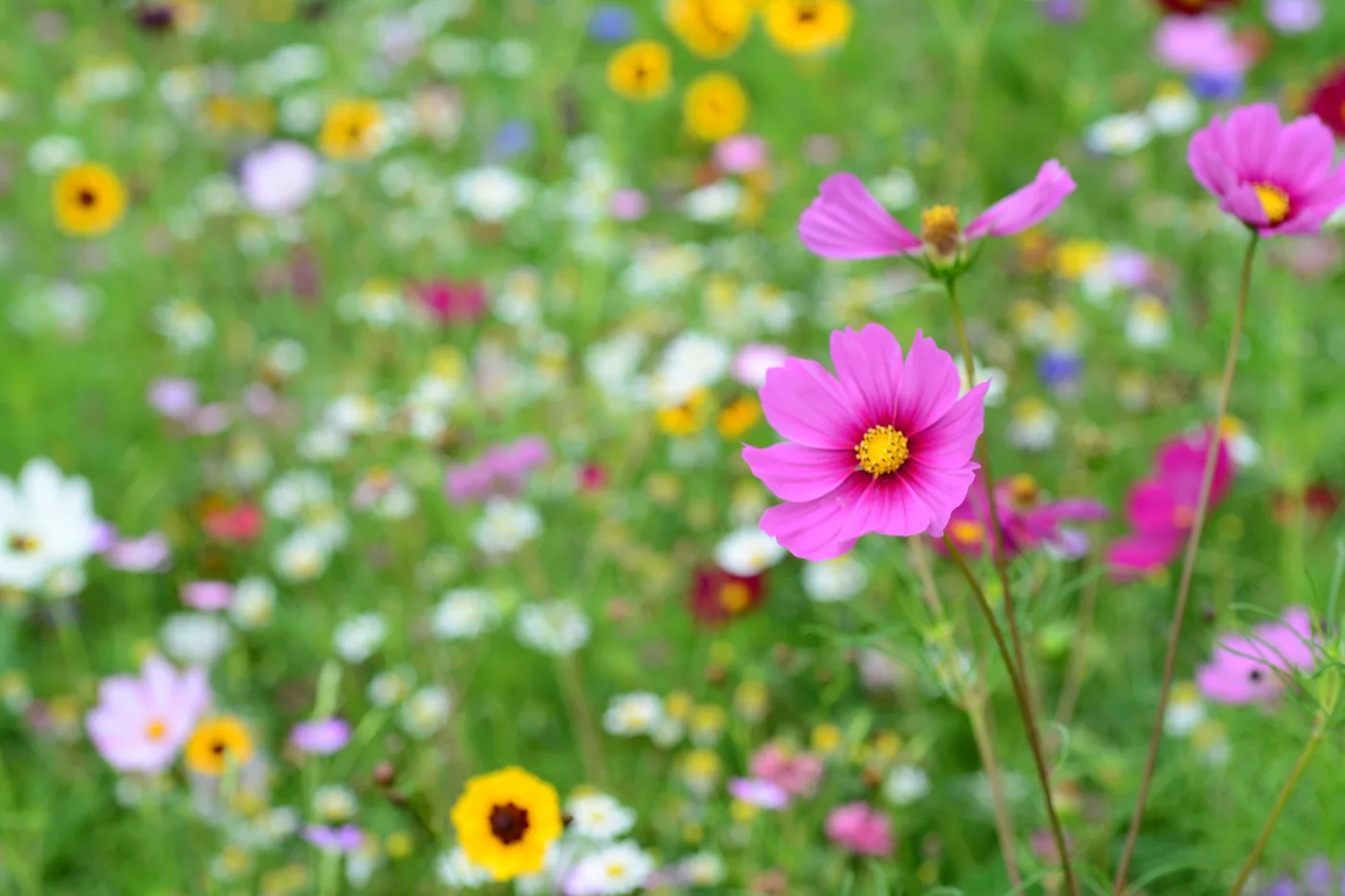 Des cosmos roses dans le jardin.