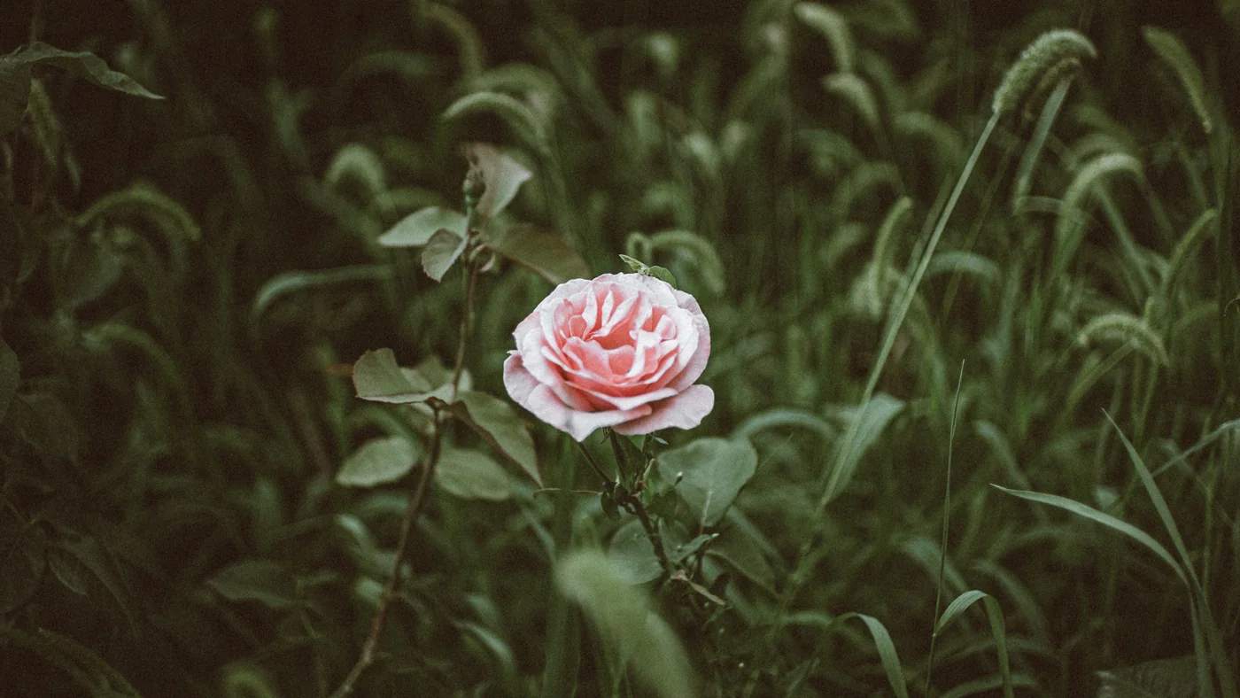 Une rose au milieu des feuillages.
